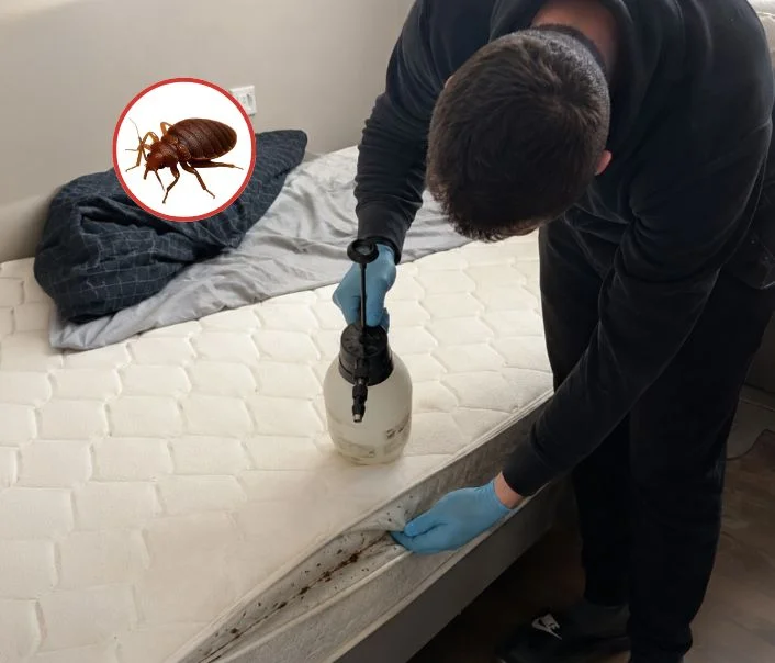 Technicien traitant un matelas contre les punaises de lit à Saint-Aubin